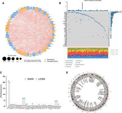 Identification of a basement membrane-based risk scoring system for prognosis prediction and individualized therapy in clear cell renal cell carcinoma